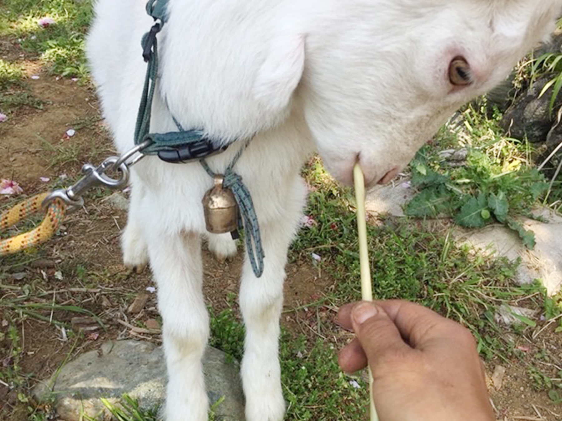 天然由来なのでヤギも食べれます。